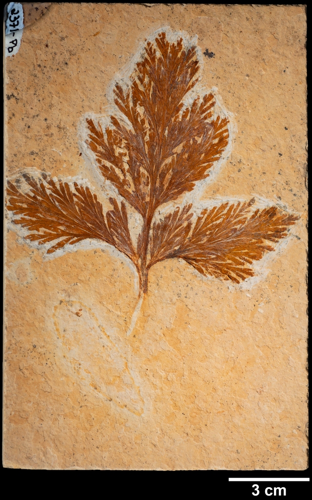 Foto de fóssil de uma planta, coloração marrom.