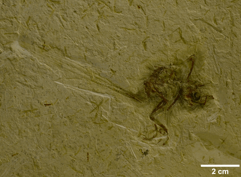 Imagem do fóssil de uma pequena ave.