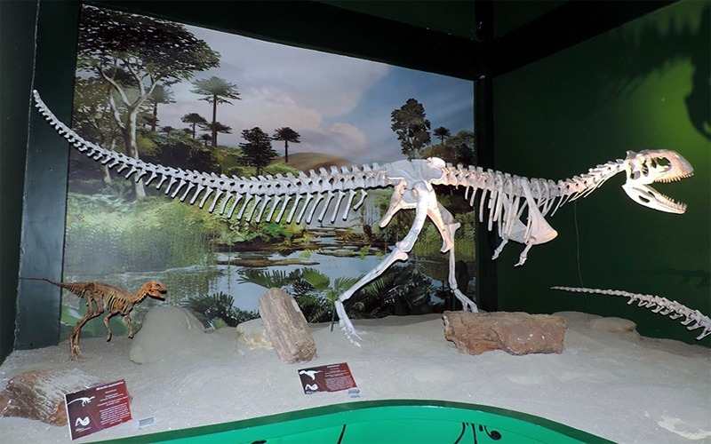 Foto de uma instalação em exposição em que aparecem exemplares de fósseis completos de Theropoda, três dinossauros de diferentes tamanhos um ao lado do outro.