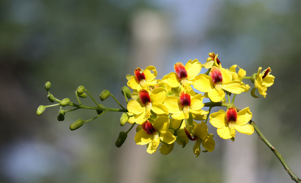  Foto de flores do pau-brasil, com o fundo desfocado.

